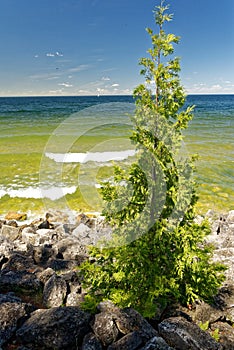 Tree growing out of rocks along Lake Michigan shoreline on a sunny summer afternoon
