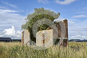 A tree growing out of the ruins of an old abandoned wartime Airfield building sited at RAF Kinnell .