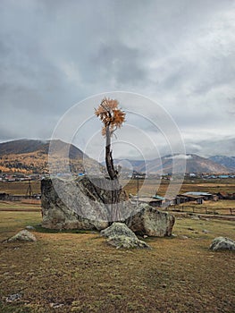 A tree growing out of stone, a larch split a huge granite boulder. The force of nature. Remote Altai village of Jazator