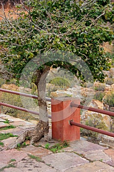 Tree growing out of stone path in Jaigarh Fort near Jaipur, Rajasthan, India