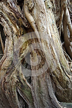 Tree growing over buddha