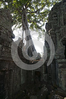 Tree growing over Ta Prohm a 12th century temple in the Banyon style