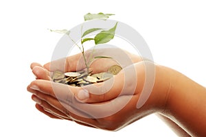 Tree growing from pile of coins