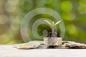 The tree is growing on a pile of coins and a green background.