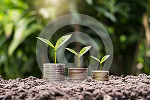 tree growing on pile of coins on ground business growth concept Investment in agribusiness