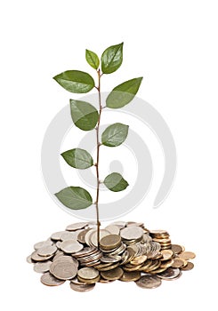 Tree growing from pile of coins