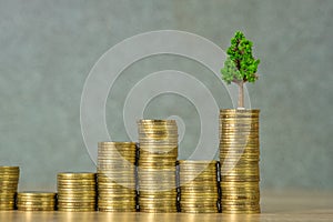 Tree growing on pile of golden coins, growth business finance investment and Corporate Social Responsibility or CSR practice and