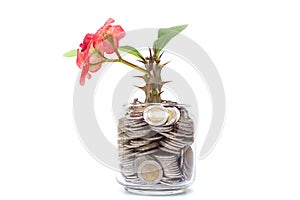 Tree growing from pile of stacked lots coins with blurred background, Money stack for business planning investment