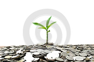 Tree growing from pile of stacked lots coins with blurred background, Money stack for business planning investment