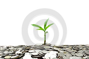 Tree growing from pile of stacked lots coins with blurred background, Money stack for business planning investment and saving