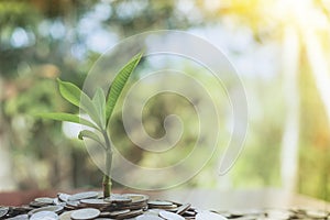 Tree growing from pile of stacked lots coins with blurred background, Money stack for business planning investment and saving