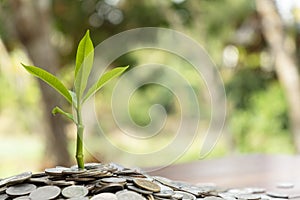 Tree growing from pile of stacked lots coins with blurred background, Money stack for business planning investment photo