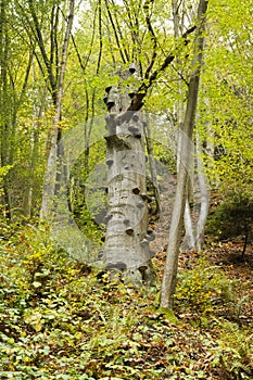 Tree growing polypores