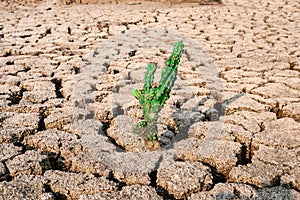 Tree growing racked and dry soil in arid