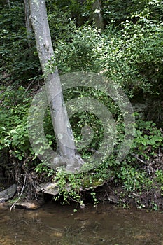 Tree growing on rock