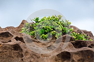 Tree growing on rock cliff