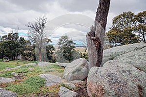 tree growing in rock formation in you yangs national park