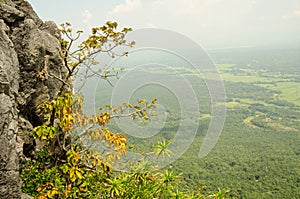 Tree growing in rock on the mountain