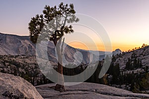 A tree growing from the rock at Olmsted Viewpoint in Yosemite National Park