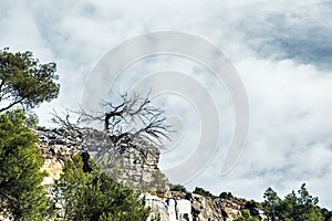 Tree growing in the rock. Penteli mountain, Greece