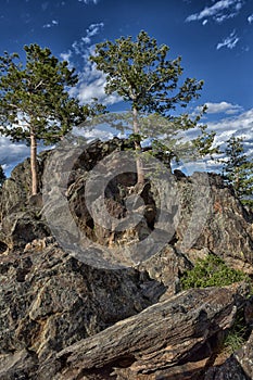 Tree growing on the rocks