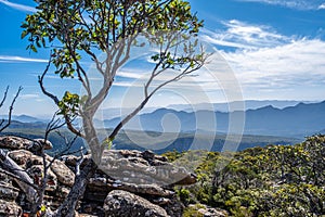 Tree growing between rocks with scenic mountains in the background. Grampians National Park, Victoria, Australia.