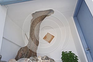 Tree growing through the roof of the verandah