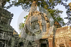 Tree growing in ruins of Ta Prohm, Siem Reap, Cambodia