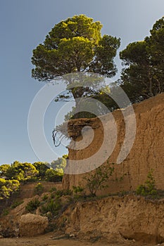 Vrgada Island, a tree growing in the hillside above the sandy beach