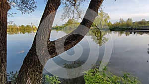 A tree growing on the shore of a city pond