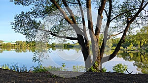 A tree growing on the shore of a reservoir