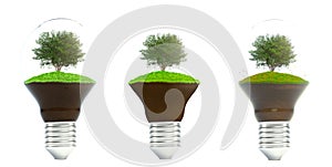 The tree growing on the soil in a light bulb.