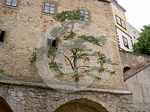 Tree growing from stone wall