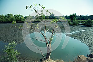 Tree growing in swampy lake photo