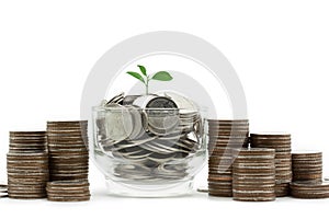 Tree is growing on top of a glass jar with full coins and coin stacks nearly it