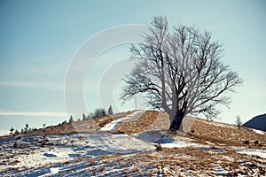 Tree growing at the top of the mountain, on blue