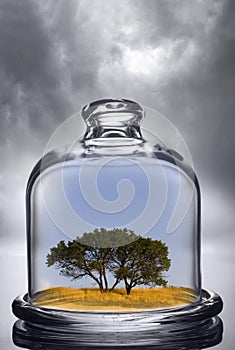 Tree growing under a glass dome on cloud background. Environment