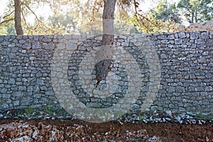 Tree growing through the wall