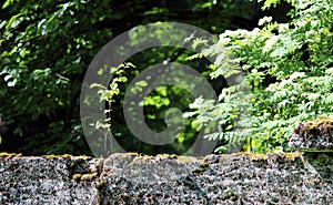 Tree are growing in the wall near the park Sylvia