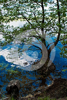 Tree growing in water