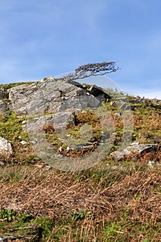 Tree growing in windy conditions in Gwynedd, Wales