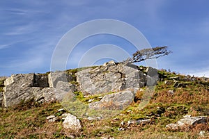 Tree growing in windy conditions in Gwynedd, Wales