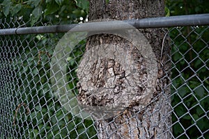 Tree Growing through Wired Fence