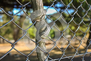 Tree grown around to the fence. Blurred background.