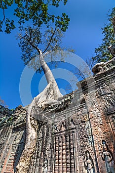 Tree grown over Ta Prohm temple, Cambodia photo