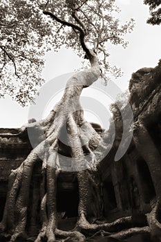 Tree grown over Ta Prohm temple walls, V2