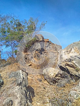 Tree grows amidst the rocks somewhere in Manatuto, Timor-Leste. photo