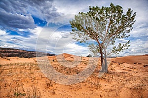 A tree grows in the Coral Pink Sand Dunes Utah Ziona National Park