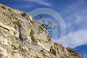 A tree grows on the edge of a rocky cliff