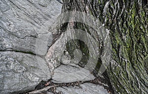 A tree grows from a large rock